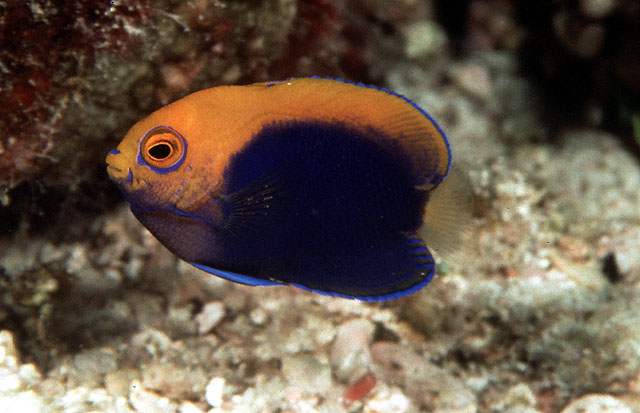 Centropyge acanthops